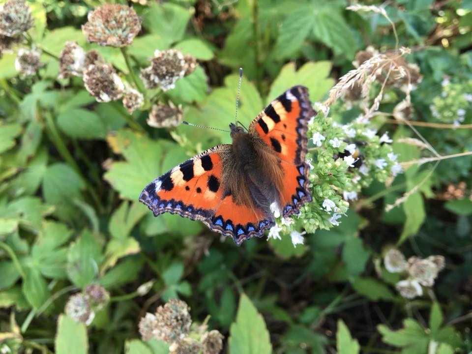 En termin Integralyoga för kvinnor i Gamla Stan - 14 gånger