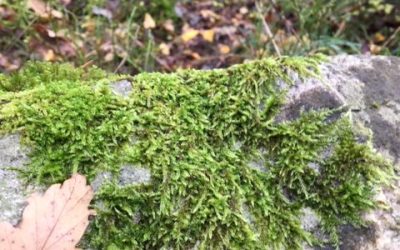 Att möta julen med en tom kopp – om ödmjukhet och nyfikenhet