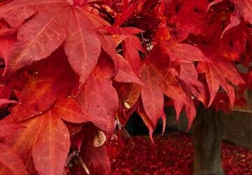 Att öva och släppa taget – när yogan blir livet