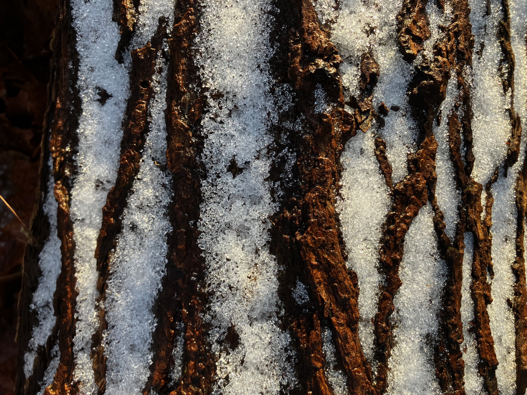 Reiki - universella livsenergin som får allt att leva