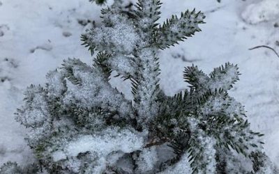 The power of reflection and intention