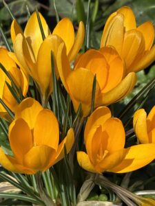 Samtosha – the practice of contentment and inner happiness in yoga