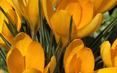 Samtosha – The happiness you don’t have to chase