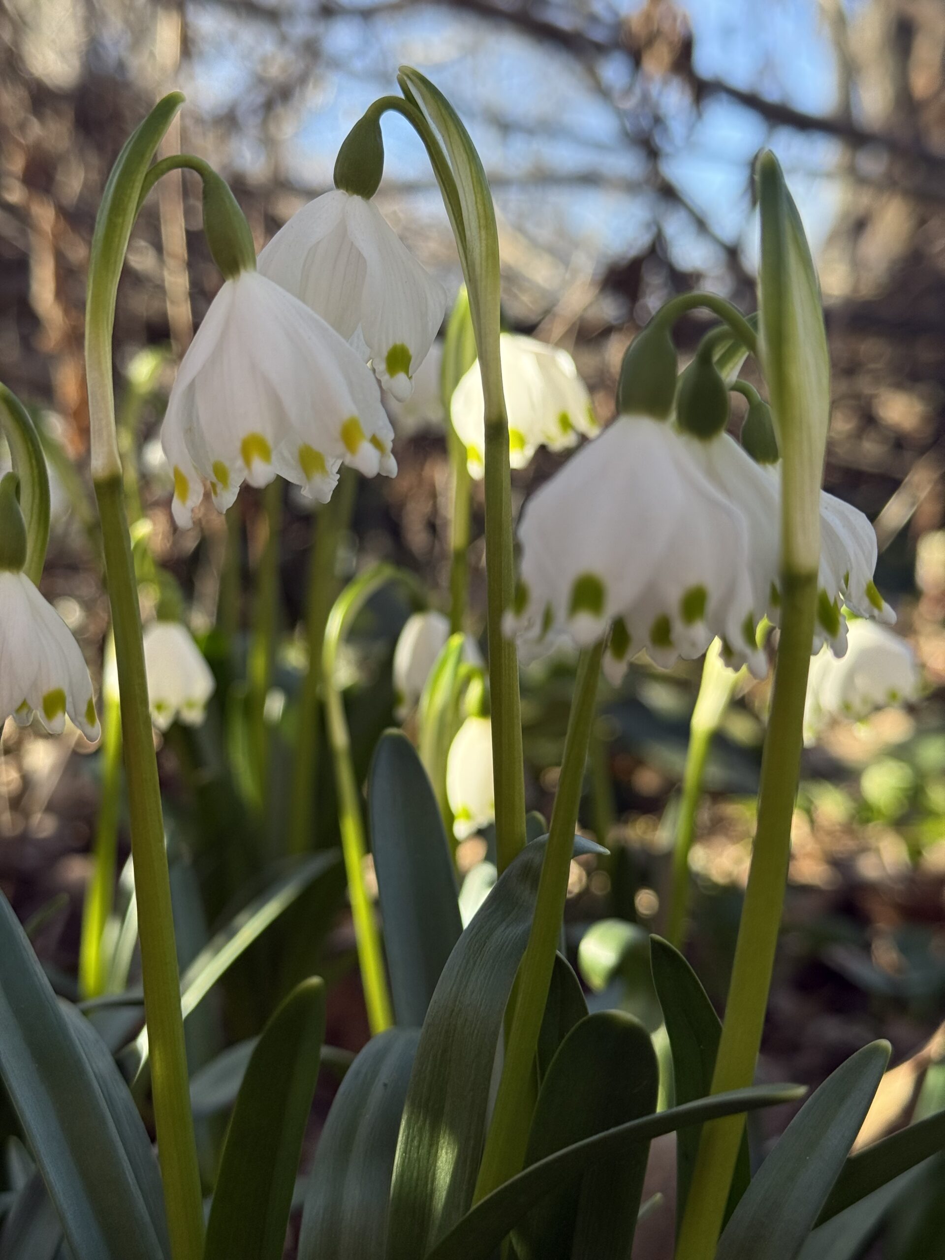 spring flower symbolizing life during cancer diagnosis and the power of yoga tools