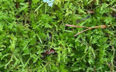 The way you speak to yourself