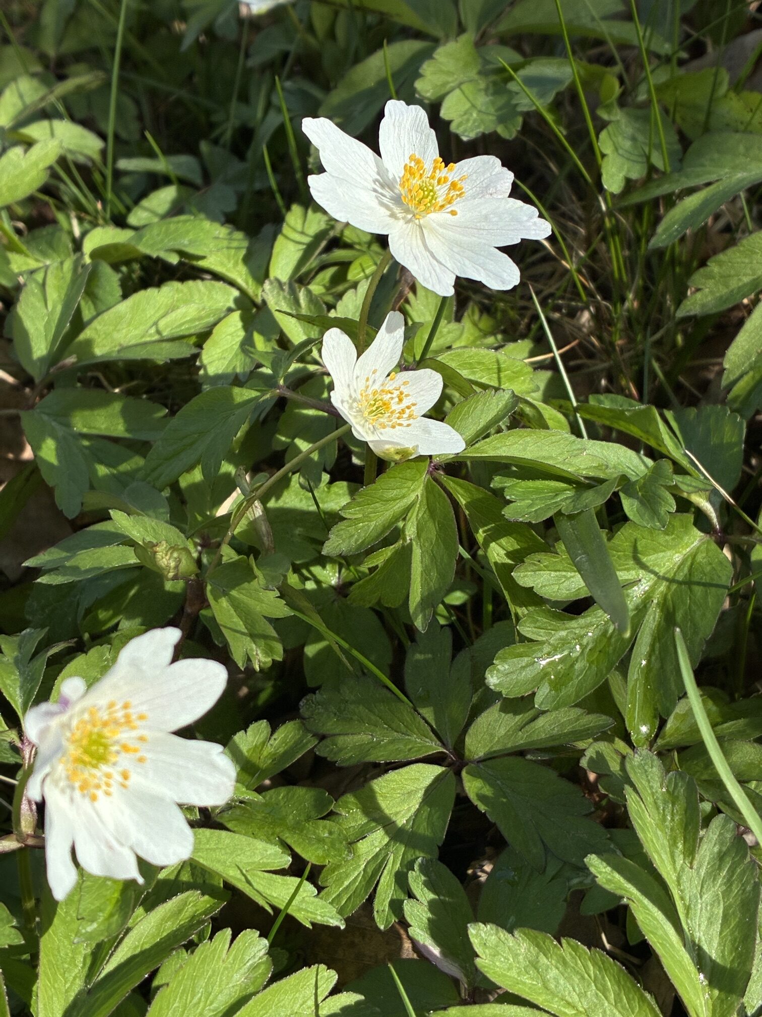 spring flower symbolizing support and healing during cancer treatment