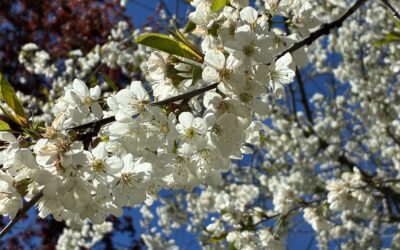 Under the Cherry tree
