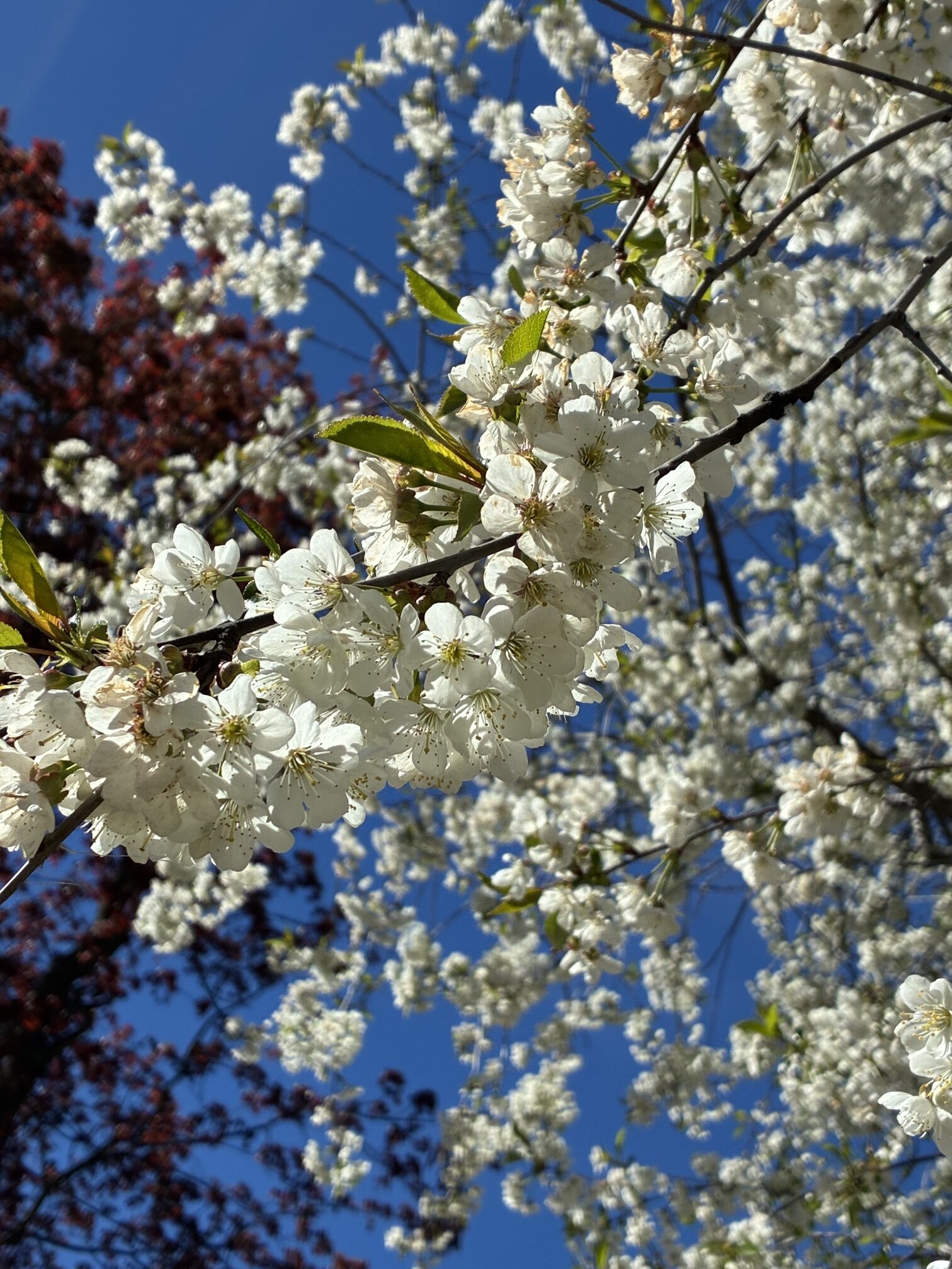 baker-12 white cherry blossoms symbolizing rest and recovery after cancer treatment